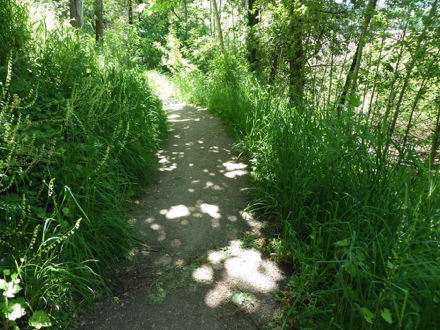 Trail feels narrower due to encroachment of grasses